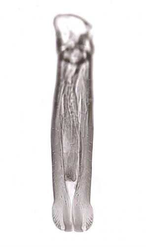Réf. 245 193 : Microsaprinus pastoralis